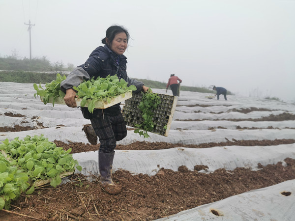 村民龙树香抱着两盘烤烟苗轻巧的跨过已移栽好的烟地  刘朵摄_副本.jpg