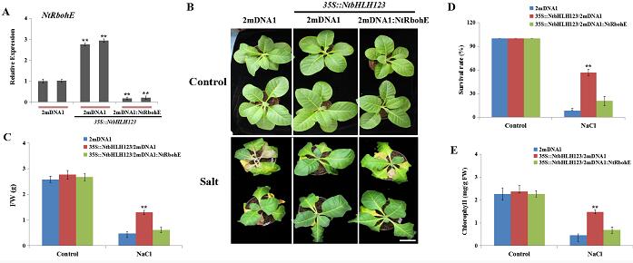 中国农业科学院烟草所等揭示bHLH123调控烟草耐盐性响应机制