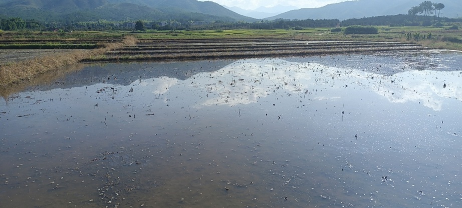 福建清流烟草有序抓好溶田工作