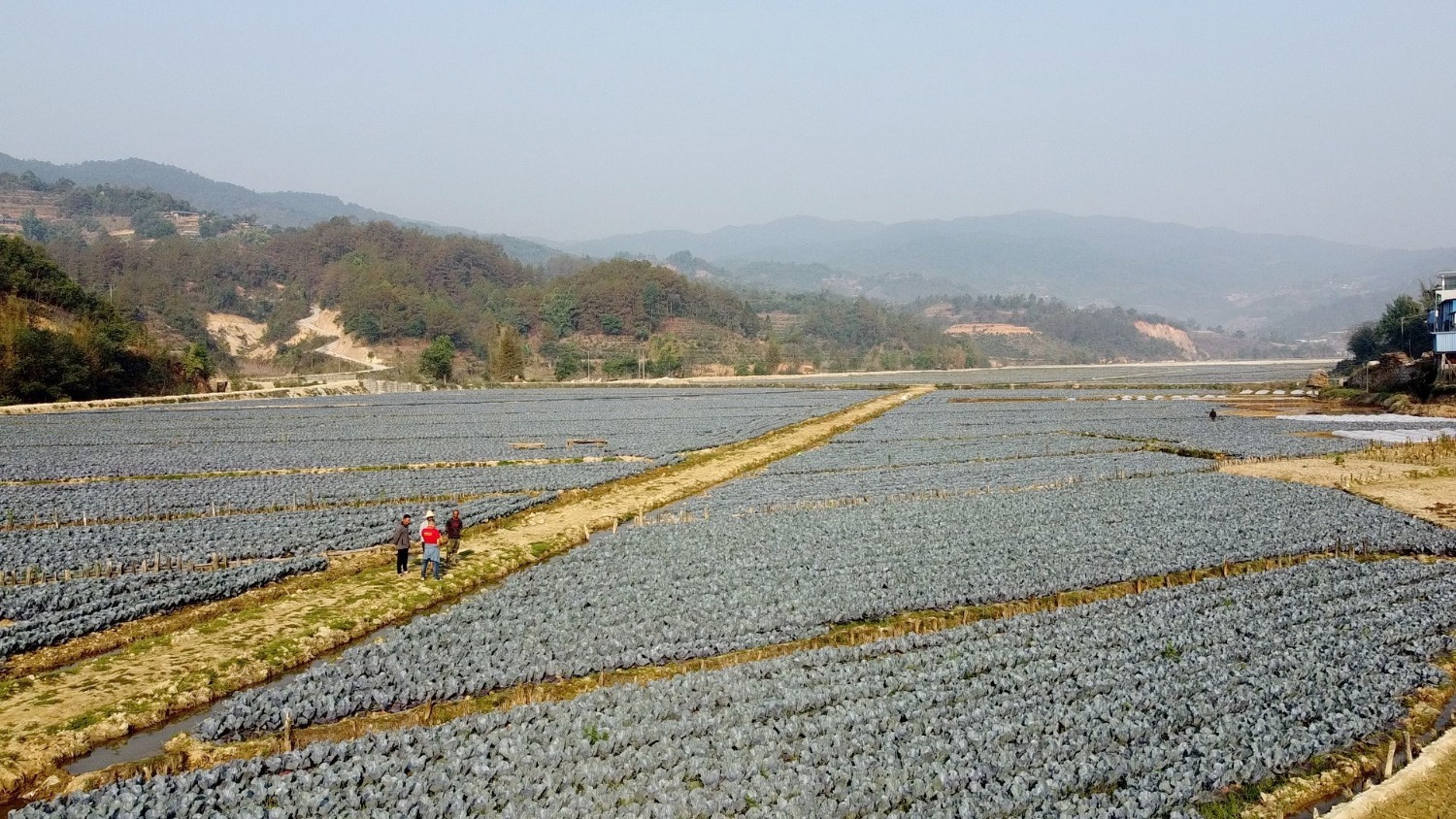 谦哲村发展蔬菜种植项目.jpg