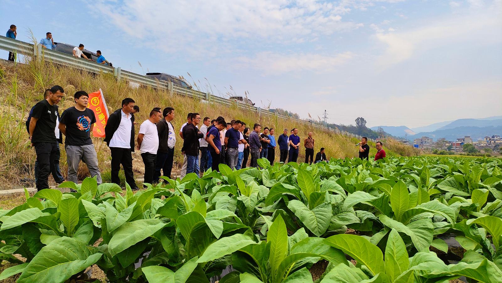 观摩德宏州梁河县曩宋乡改良KRK26规模连片种植及田间标准化技术落实