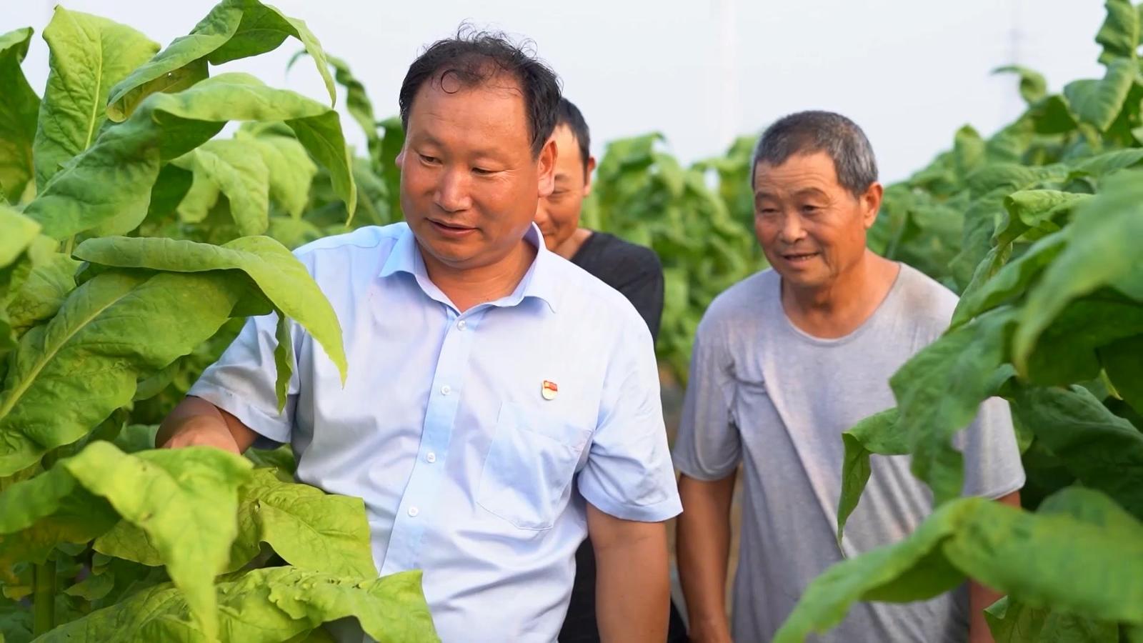 图为基层党员实地开展技术指导