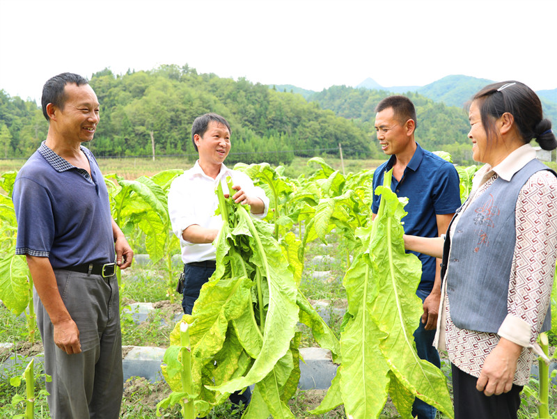 推广上部叶带茎采烤技术