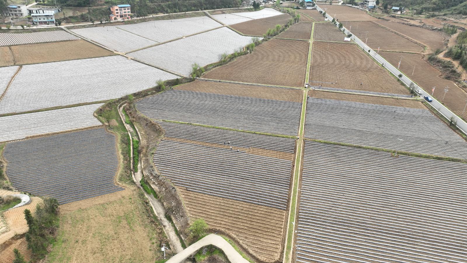 凯本镇沈家湾坝区烤烟种植基地的一角  钟勇 摄.JPG