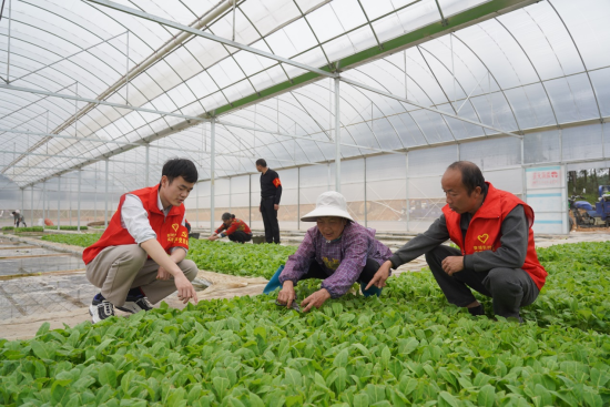 图为安福县烟草专卖局党员技术员送技到苗棚.