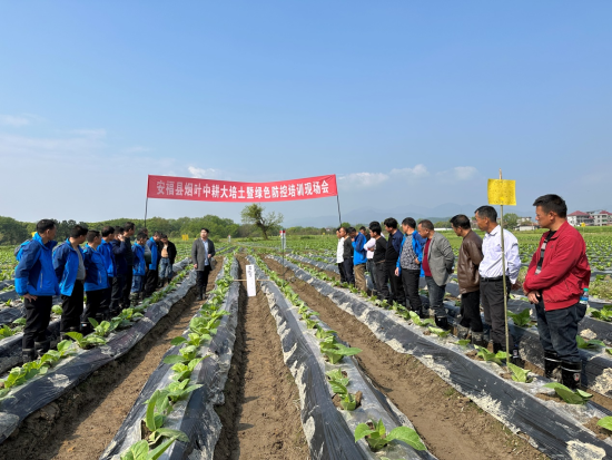 图为安福县烟草专卖局组织技术员和烟农召开现场培训会