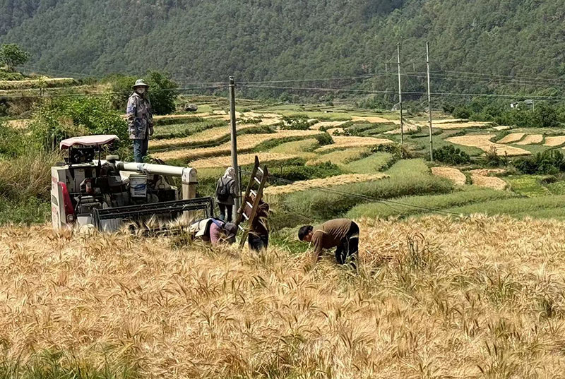 玉龙县龙蟠乡村民正在收割小麦--2024年5月1日-向帆-摄