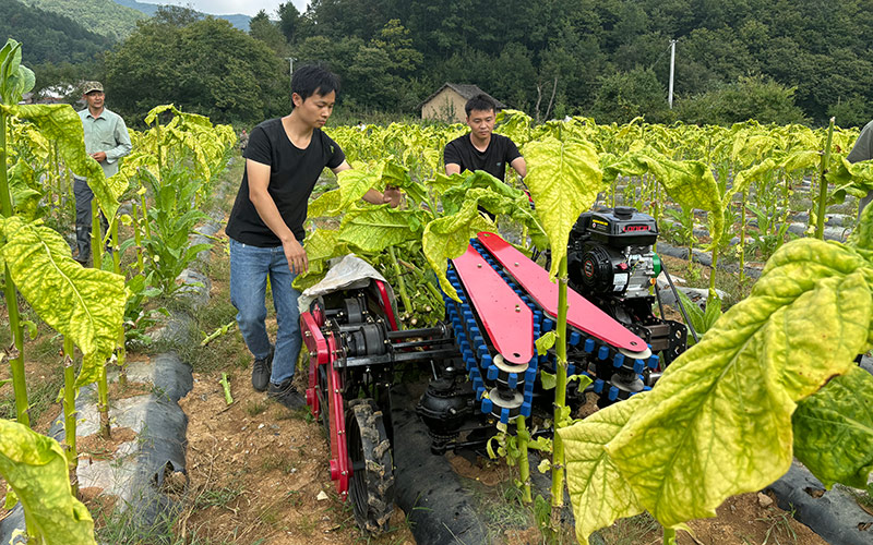 上部烟叶一次性带茎采收机作业现场